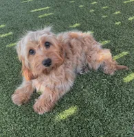 Bailey, a female Cavapoo for sale in Apple Valley, CA – 2 of 5