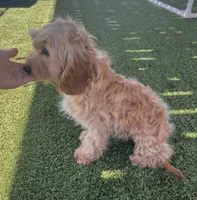 Bailey, a female Cavapoo for sale in Apple Valley, CA – 5 of 5
