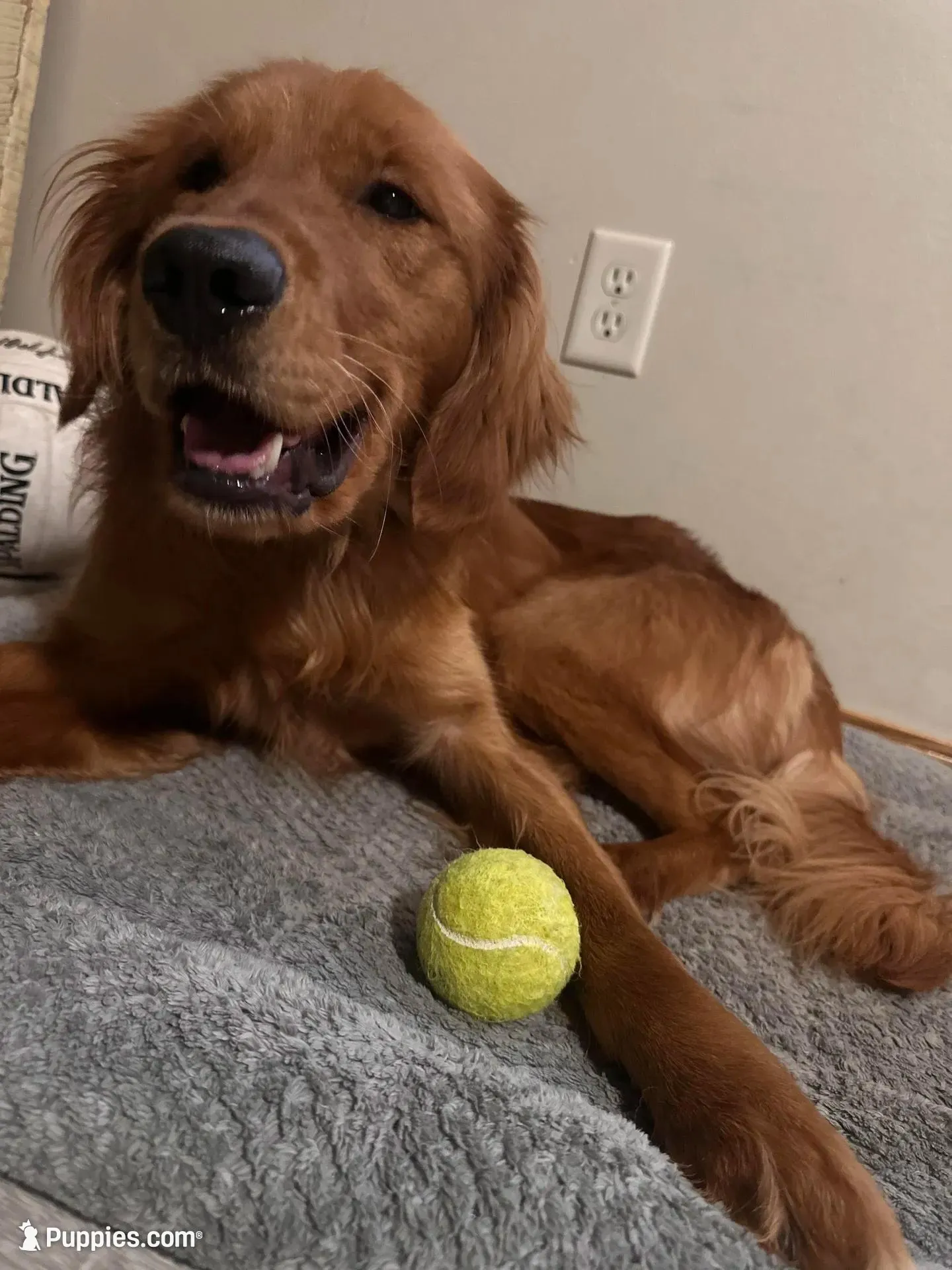 Bosa  – Golden Retriever puppy for sale in Sioux Falls, SD