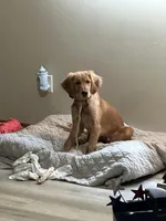 Bosa , a male Golden Retriever for sale in Sioux Falls, SD – Photo 5 of 10