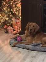 Bosa , a male Golden Retriever for sale in Sioux Falls, SD – Photo 9 of 10