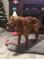 Bosa , a male Golden Retriever for sale in Sioux Falls, SD – Photo 4 of 10