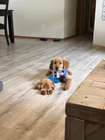 Bosa , a male Golden Retriever for sale in Sioux Falls, SD – Photo 8 of 10