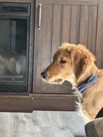 Bosa , a male Golden Retriever for sale in Sioux Falls, SD – Photo 10 of 10