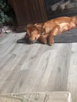 Bosa , a male Golden Retriever for sale in Sioux Falls, SD – Photo 6 of 10