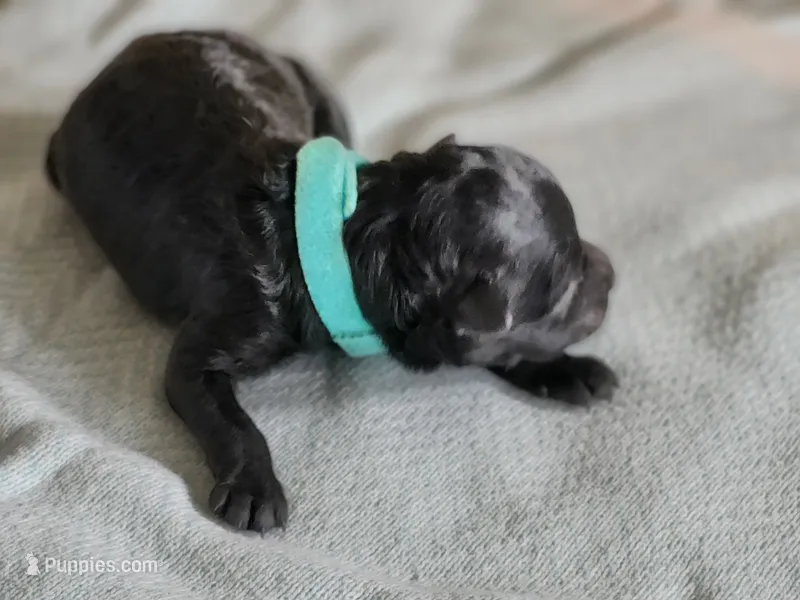 Mr Blue – Pumi puppy for sale in Albuquerque, NM