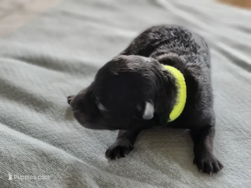 Mr Green – Pumi puppy for sale in Albuquerque, NM