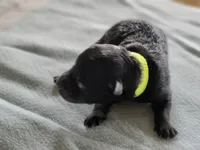 Mr Green, a male Pumi for sale in Albuquerque, NM – 1 of 4