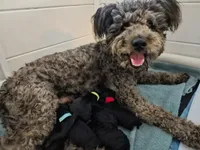 Ms White, a female Pumi for sale in Albuquerque, NM – 3 of 4