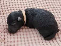 Ms Pink, a female Pumi for sale in Albuquerque, NM – 1 of 4