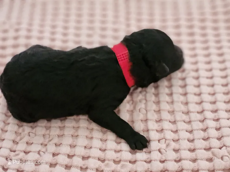 Ms Red – Pumi puppy for sale in Albuquerque, NM