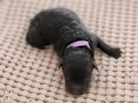 Ms Purple, a female Pumi for sale in Albuquerque, NM – 1 of 4