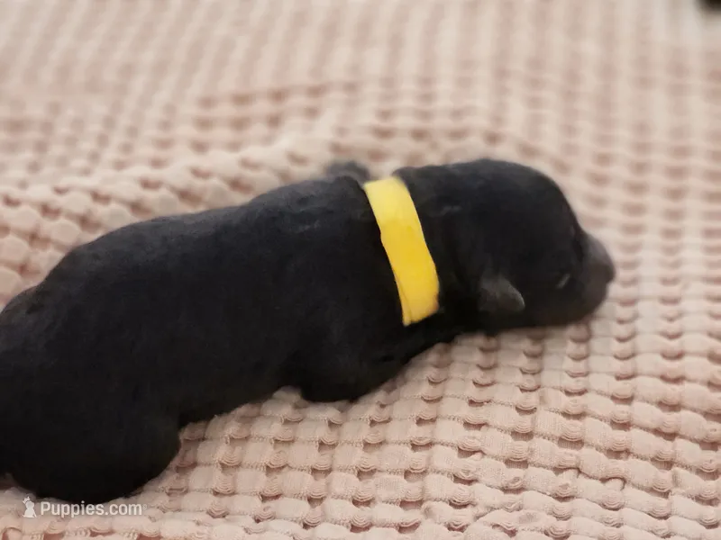 Ms Yellow – Pumi puppy for sale in Albuquerque, NM