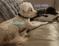 Ms Purple, a female Pumi for sale in Albuquerque, NM – 2 of 4