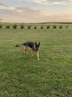 Asteroid, a male German Shepherd Dog for sale in Camanche, IA – 3 of 4