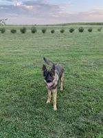 Asteroid, a male German Shepherd Dog for sale in Camanche, IA – 4 of 4