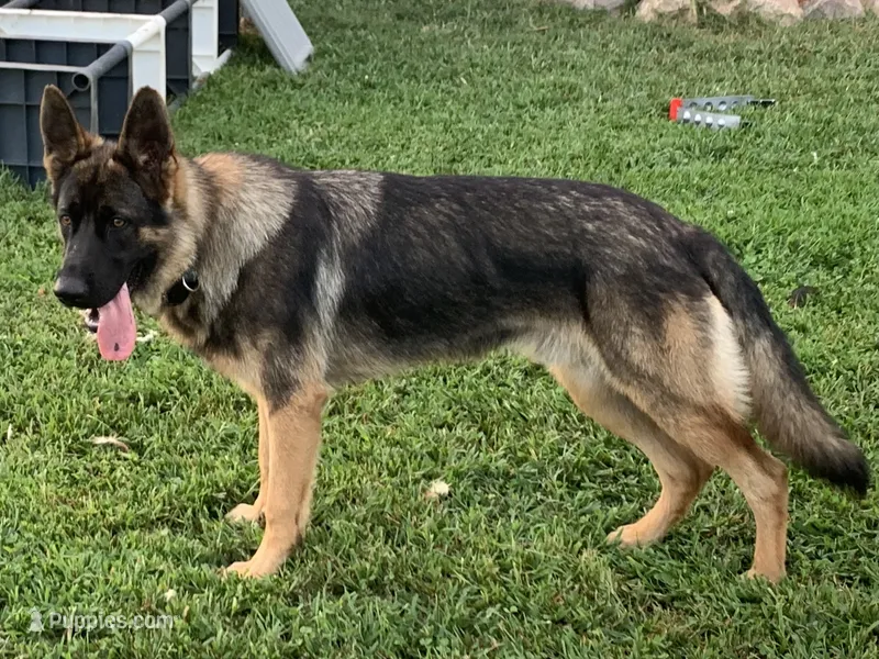 Asteroid – German Shepherd Dog puppy for sale in Camanche, IA