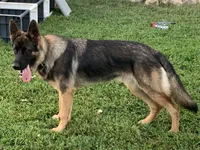 Asteroid, a male German Shepherd Dog for sale in Camanche, IA – 1 of 4