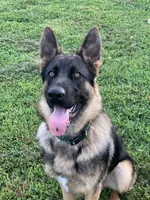Asteroid, a male German Shepherd Dog for sale in Camanche, IA – 2 of 4