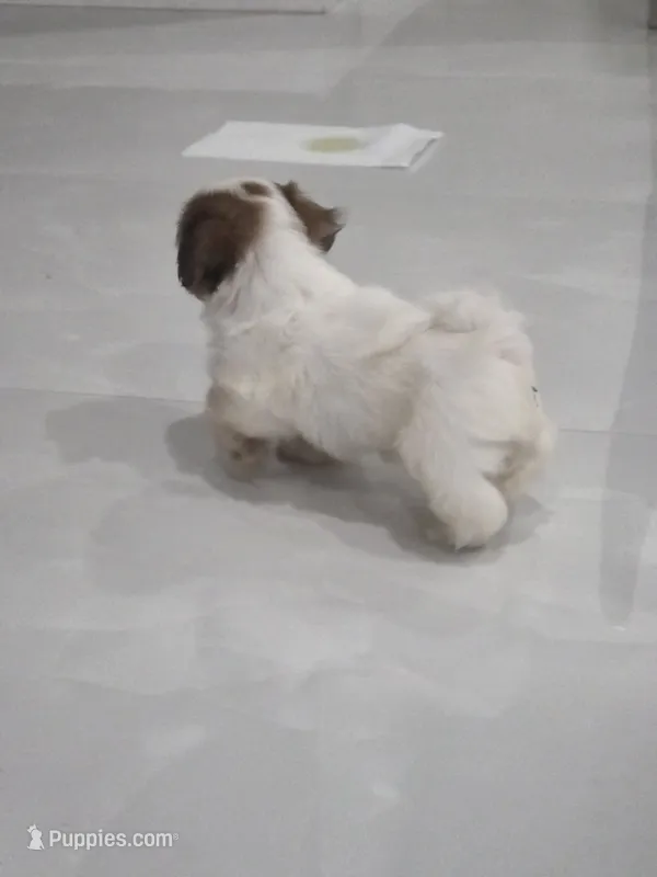 Rocky's Shih Tzu  – Shih Tzu puppy for sale in Homestead, FL