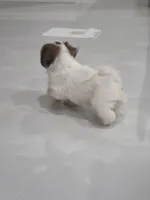 Rocky's Shih Tzu , a male Shih Tzu for sale in Homestead, FL – 1 of 4
