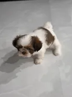 Lun'Shih Tzu, a female Shih Tzu for sale in Homestead, FL – 2 of 3