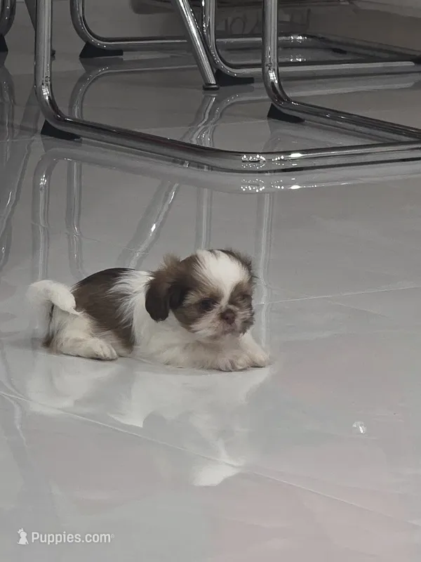 Toby's Shih Tzu  – Shih Tzu puppy for sale in Homestead, FL