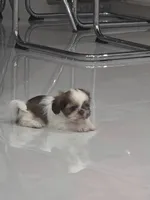 Toby's Shih Tzu , a male Shih Tzu for sale in Homestead, FL – 1 of 5