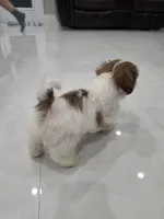 Bobi's Shih Tzu , a male Shih Tzu for sale in Homestead, FL – 5 of 6