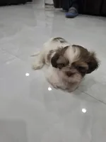 Bobi's Shih Tzu , a male Shih Tzu for sale in Homestead, FL – 2 of 6