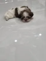 Bengi's Shih Tzu , a male Shih Tzu for sale in Homestead, FL – 5 of 6