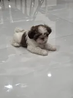 Bengi's Shih Tzu , a male Shih Tzu for sale in Homestead, FL – 4 of 6