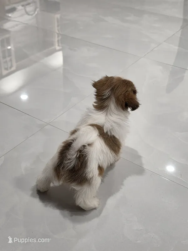 Lun'Shih Tzu – Shih Tzu puppy for sale in Homestead, FL