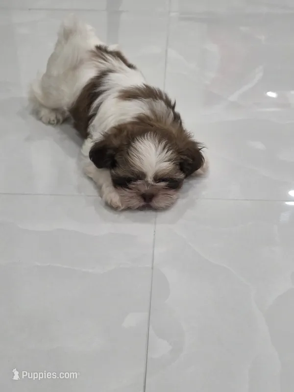 Bengi's Shih Tzu  – Shih Tzu puppy for sale in Homestead, FL