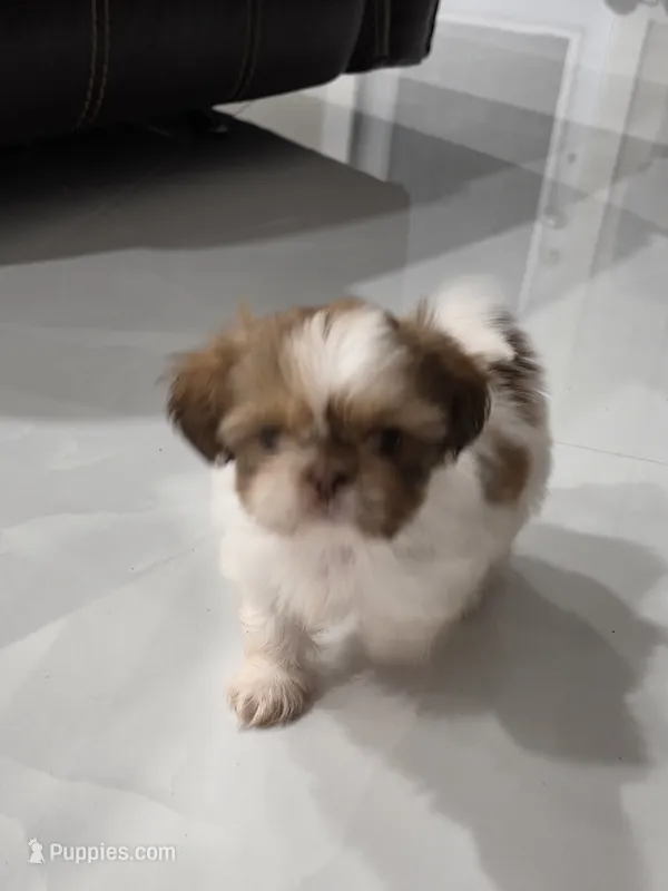 Bella'sShih Tzu  – Shih Tzu puppy for sale in Homestead, FL