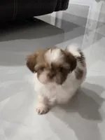 Bella'sShih Tzu , a female Shih Tzu for sale in Homestead, FL – 1 of 1