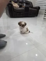 Bobi's Shih Tzu , a male Shih Tzu for sale in Homestead, FL – 6 of 6