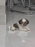 Toby's Shih Tzu , a male Shih Tzu for sale in Homestead, FL – 5 of 5