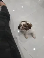 Toby's Shih Tzu , a male Shih Tzu for sale in Homestead, FL – 4 of 5