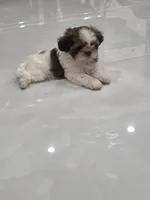 Bengi's Shih Tzu , a male Shih Tzu for sale in Homestead, FL – 6 of 6
