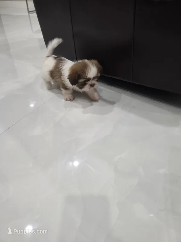 Elliot's Shih Tzu  – Shih Tzu puppy for sale in Homestead, FL