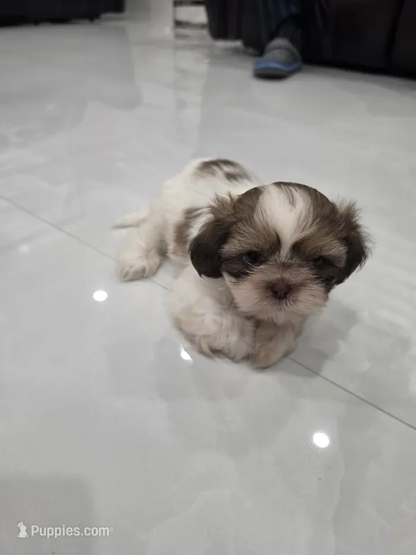Bobi's Shih Tzu  – Shih Tzu puppy for sale in Homestead, FL