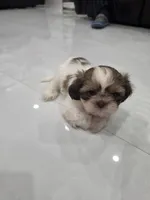 Bobi's Shih Tzu , a male Shih Tzu for sale in Homestead, FL – 1 of 6