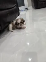 Elliot's Shih Tzu , a male Shih Tzu for sale in Homestead, FL – 3 of 6