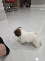 Rocky's Shih Tzu , a male Shih Tzu for sale in Homestead, FL – 2 of 4