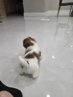 Elliot's Shih Tzu , a male Shih Tzu for sale in Homestead, FL – 6 of 6