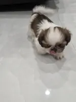 Toby's Shih Tzu , a male Shih Tzu for sale in Homestead, FL – 3 of 5