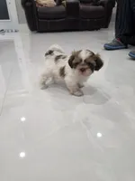 Bobi's Shih Tzu , a male Shih Tzu for sale in Homestead, FL – 3 of 6