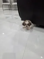 Elliot's Shih Tzu , a male Shih Tzu for sale in Homestead, FL – 4 of 6