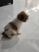 Lun'Shih Tzu, a female Shih Tzu for sale in Homestead, FL – 3 of 3